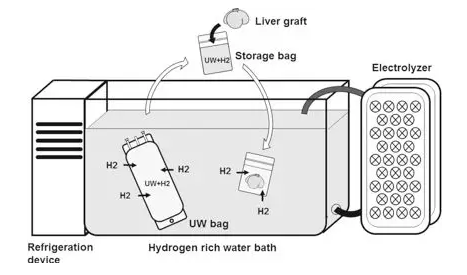 氢气在肝脏体外保护中的研究