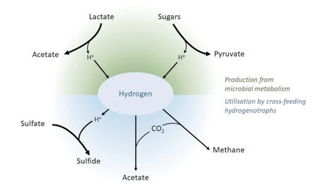 氢气是胃肠道菌群的核心代谢物质
