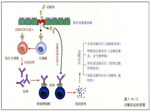 氢气对皮肤过敏的改善作用