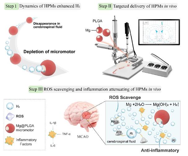 涂盈锋：氢动力微马达用于急性缺血性脑卒中的精准且主动的氢气改善