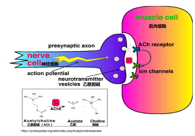 氢气生物学机理：氢气与乙酰胆碱酯酶