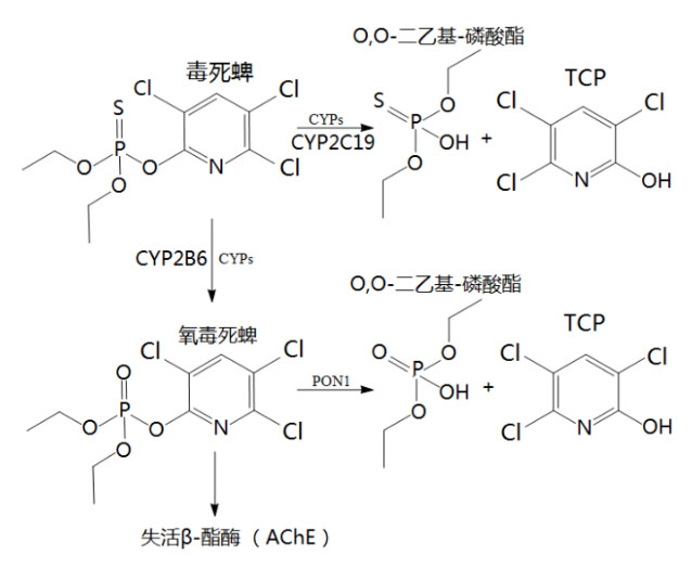 氢气生物学机理：氢气与乙酰胆碱酯酶