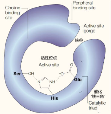 氢气生物学机理：氢气与乙酰胆碱酯酶