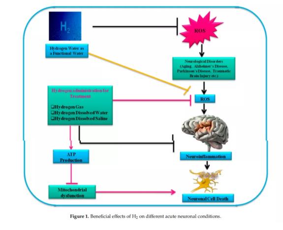 氢气改善神经系统疾病的研究进展