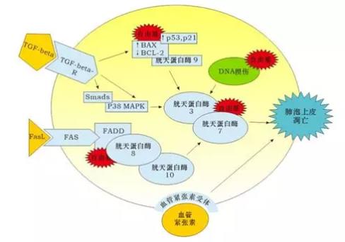 氢气改善癌症的故事：氢气“护”肺