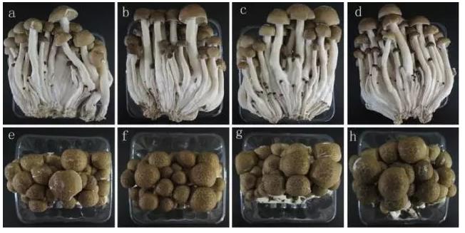 氢蘑菇研究再来一文