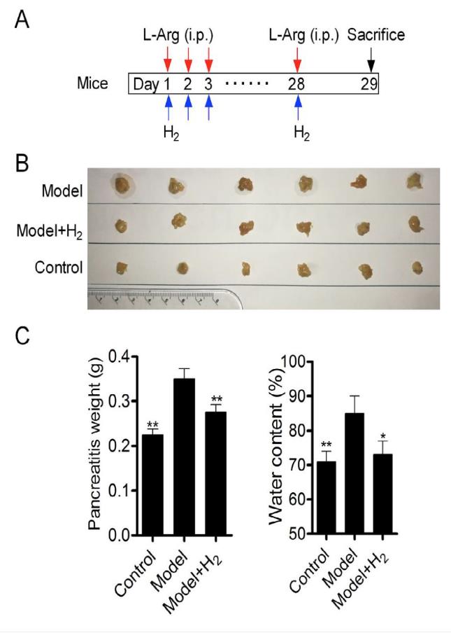 氢气通过Treg细胞改善慢性胰腺炎
