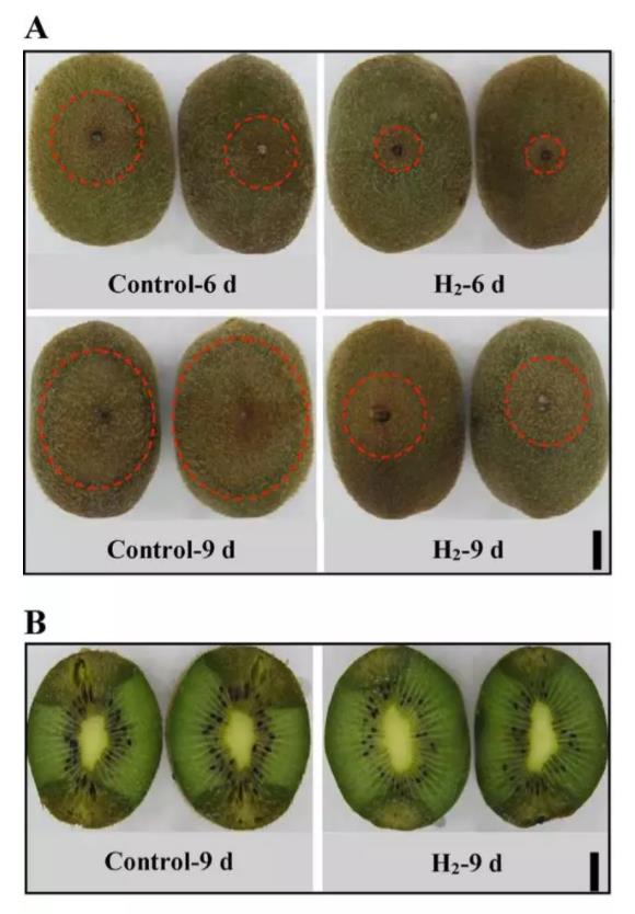 水果保鲜，氢气也是一流神气！