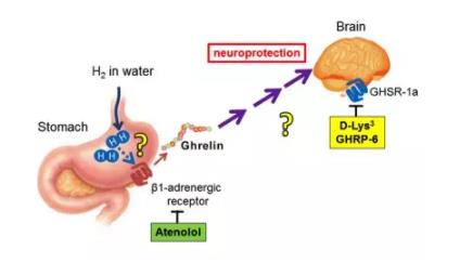 氢气医学作用机制亮点研究