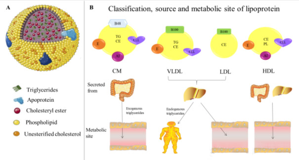 脂蛋白机制假说：氢分子作用于血循环复合大分子脂滴颗粒