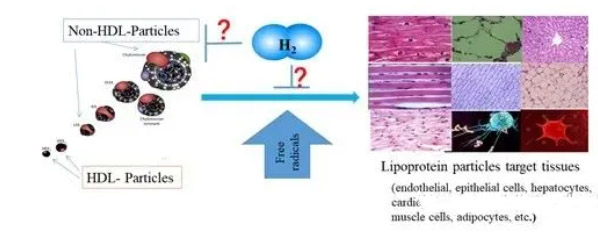 脂蛋白机制假说：氢分子作用于血循环复合大分子脂滴颗粒