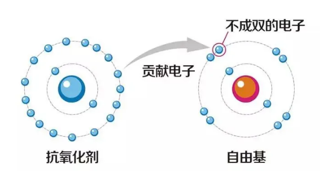 科学家们苦苦追寻的人体理想的抗氧化剂——氢(图4)