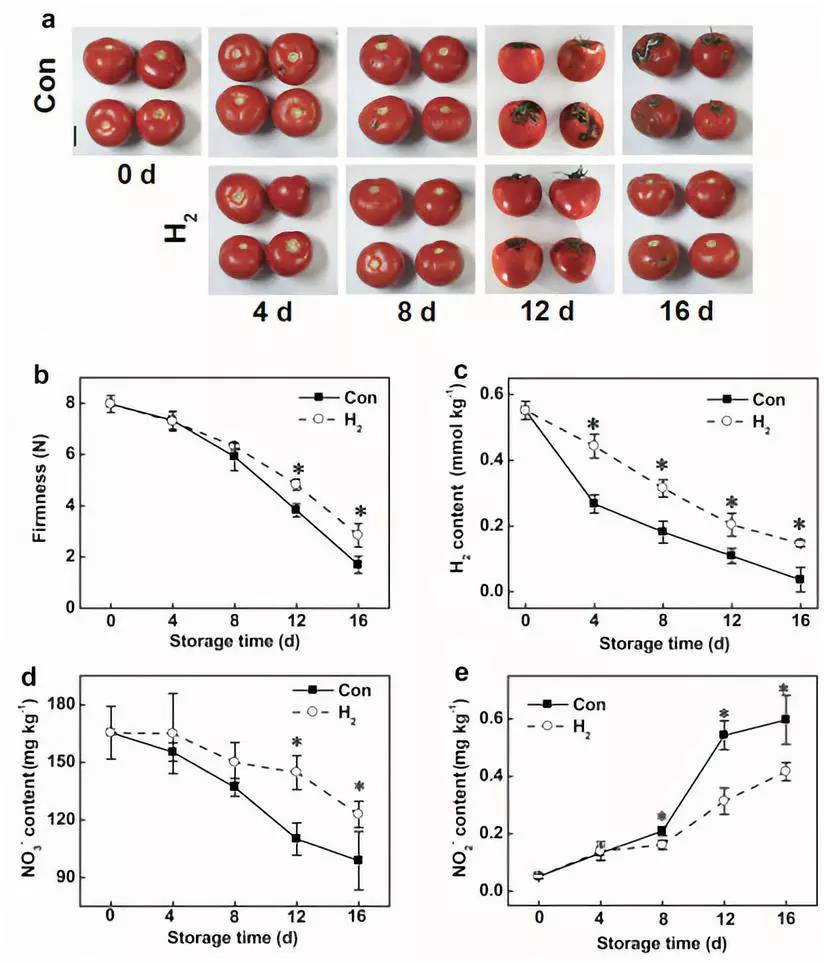 氢气不仅能延长西红柿老化，也能减少西红柿产生氢气，降低亚硝酸盐水平