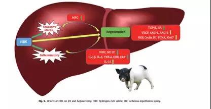 东北农大发现氢水保护猪肝损伤