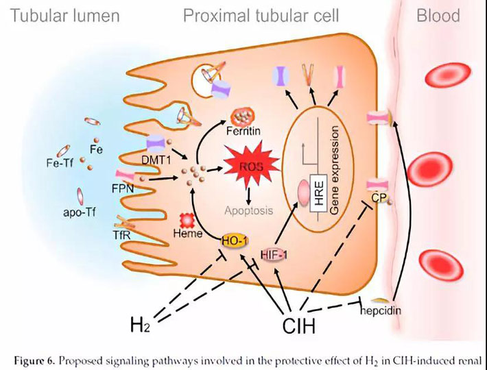 低氧导致铁过载，损伤肾小管，氢气抗氧化奋力保护肾脏细胞