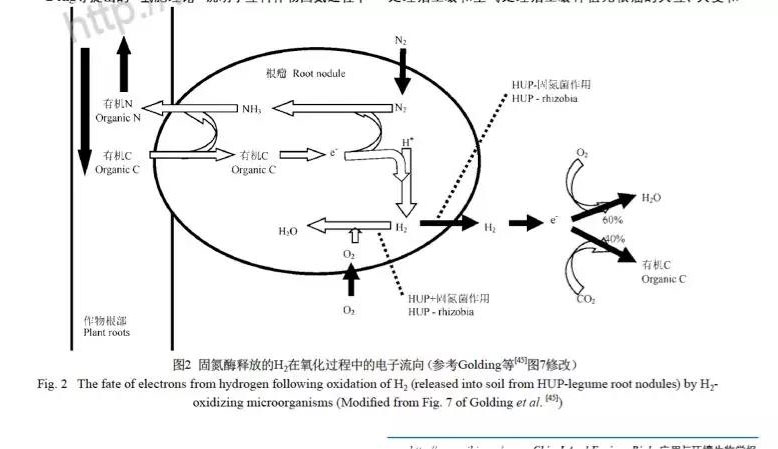 释放的氢气所携带的能量中60%被氢氧化细菌作为能量而被消耗