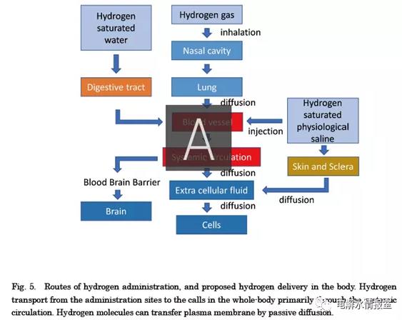 氢在体内的运输途径
