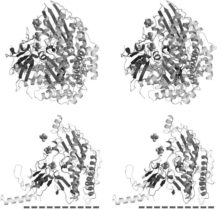 嗜热链球菌复合物I的Nqo4和Nqo6亚单位（下）和细菌镍铁氢化酶（上），两者非常神似