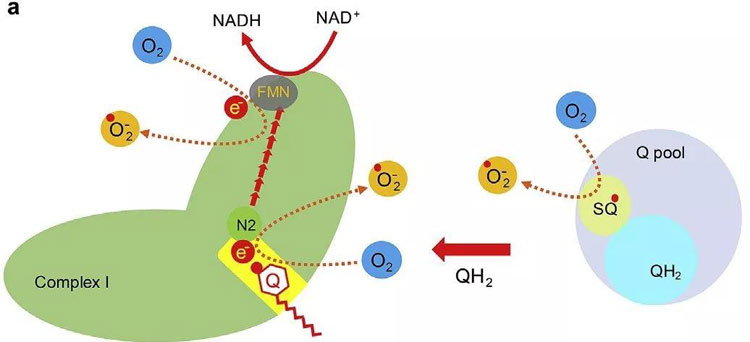 线粒体复合物产生超氧阴离子