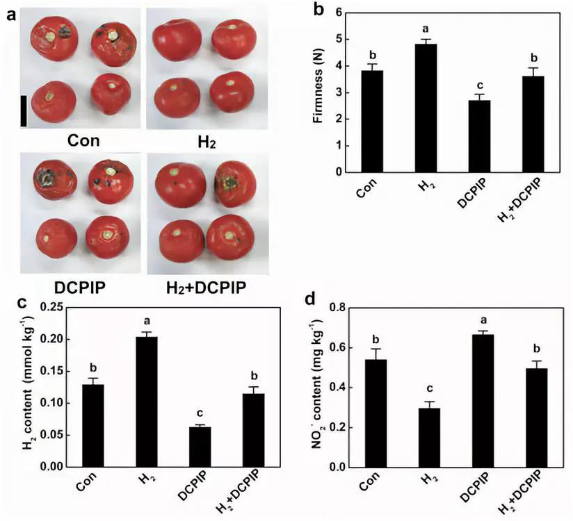 阻断西红柿产生氢气影响保存效果