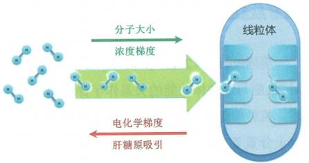 影响分子氢进入线粒体的因素