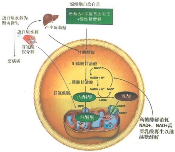 癌症细胞自给自足的表现