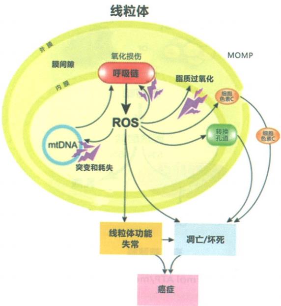 ROS引起钱粒体异常