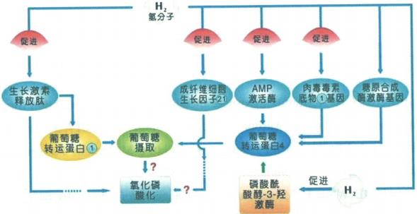 分子氢保护线粒体