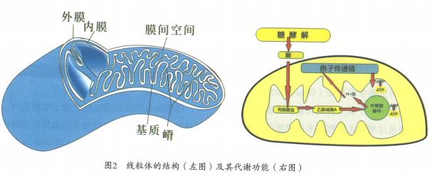 氧化磷酸化