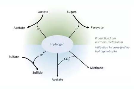 氢气是胃肠道菌群的核心代谢物质