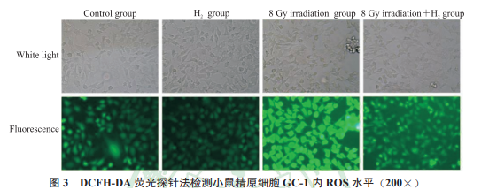 氢气缓解照射后 GC-1 细胞内ROS水平的升高