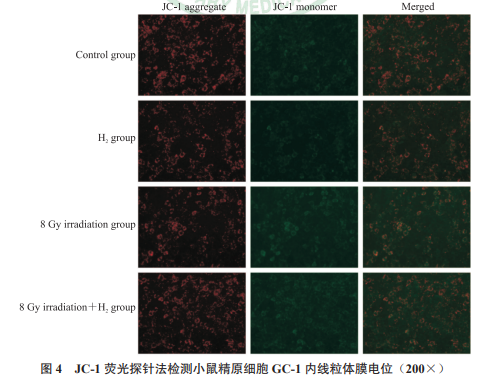氢气缓解照射后 GC-1 细胞内线粒体膜电位降低