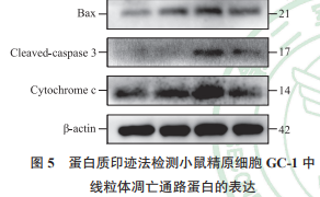 氢气缓解照射后 GC-1 细胞中线粒体凋亡通路蛋白的表达升高