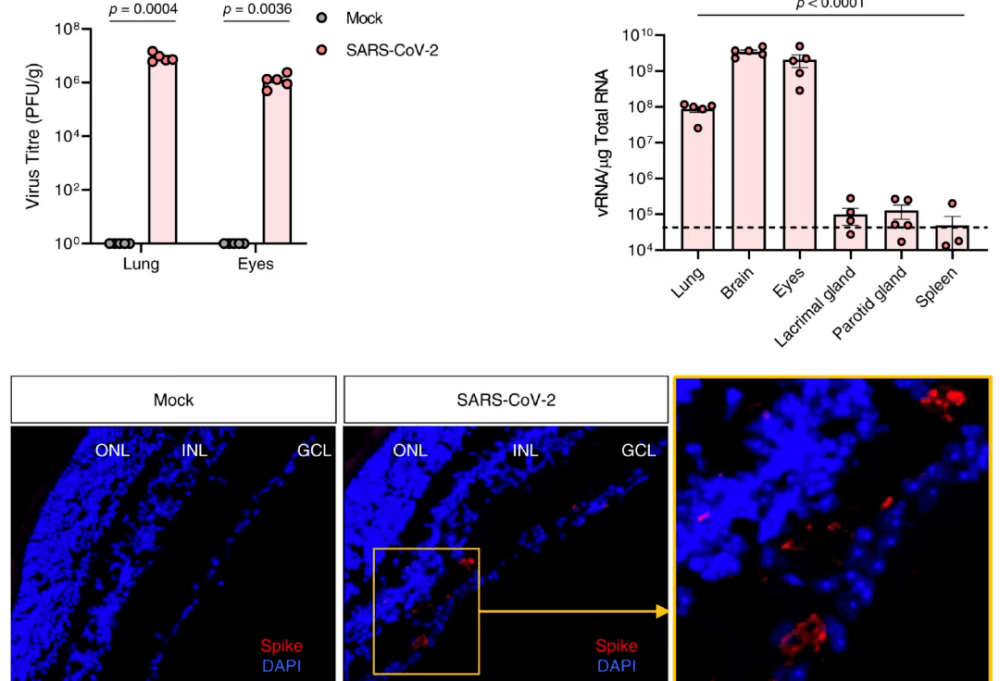 感染新冠后，小鼠眼部及其他器官中的病毒浓度