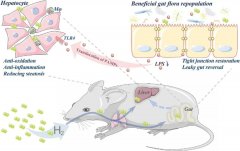 氢气改善酒精性肝病的肠道菌群机制研究