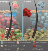 氢气可诱导伤口愈合新模式！