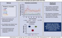 氢气吸入治疗脊髓缺血再灌注损伤，剂量效应关系研究