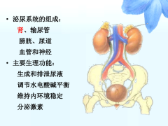 氢气与泌尿生殖系统疾病