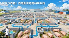 富氢水养猪：养殖新奇迹的科学实践