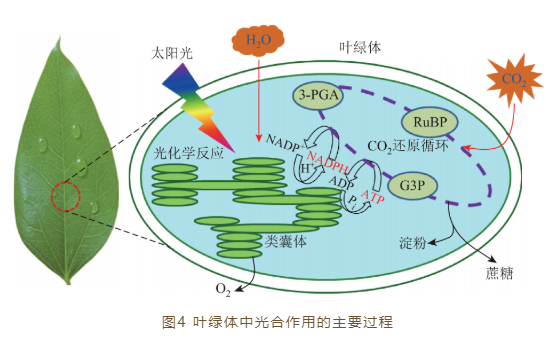 李灿院士:太阳能转化科学与技术