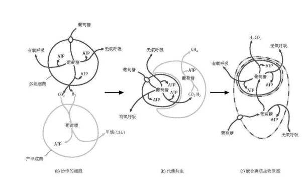 线粒体起源的氢假说